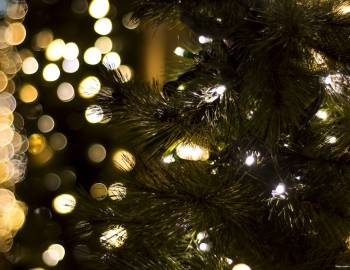 Christmas lights on a tree