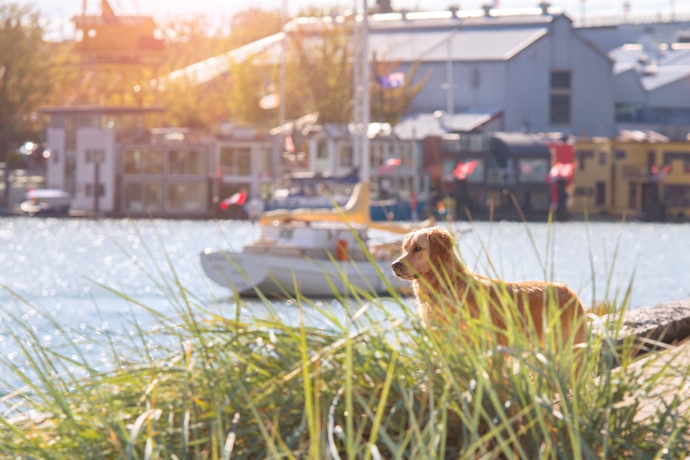 Dog on a dock