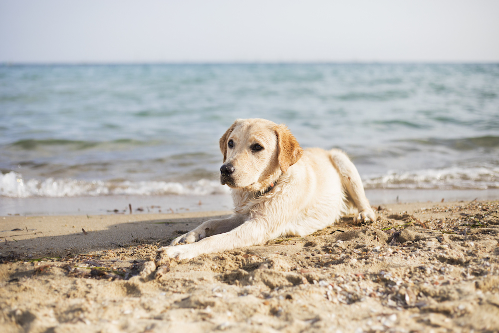 yellow lab on a beach